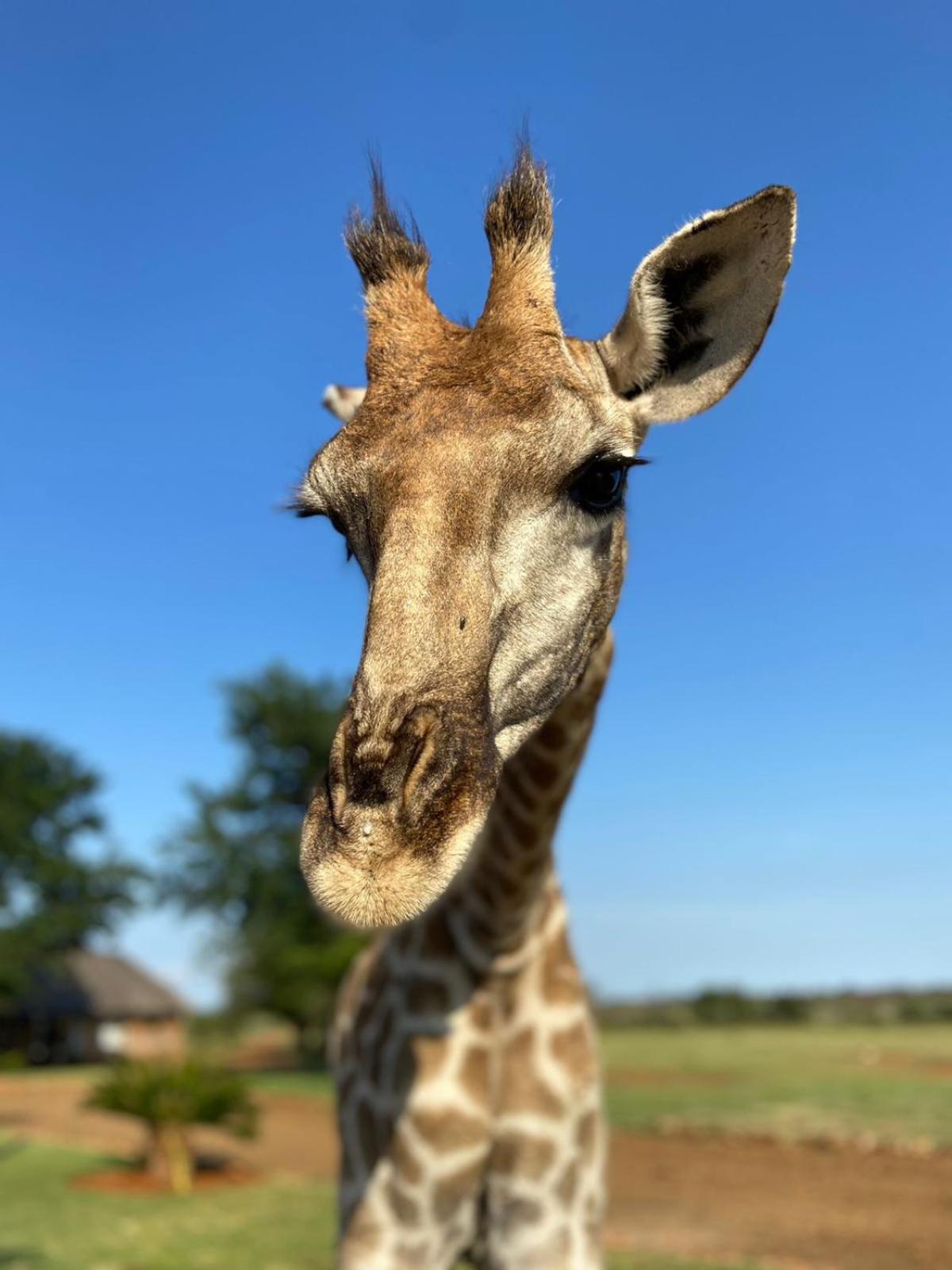 Morakane Safari Lodge 15/20