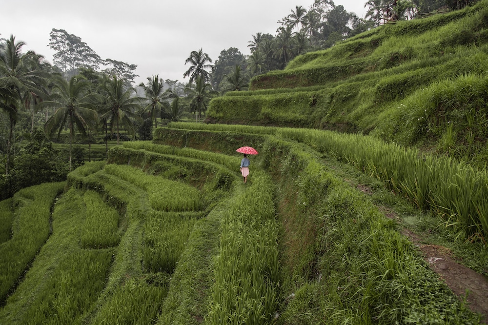 The Westin Resort & Spa Ubud Bali 31/48