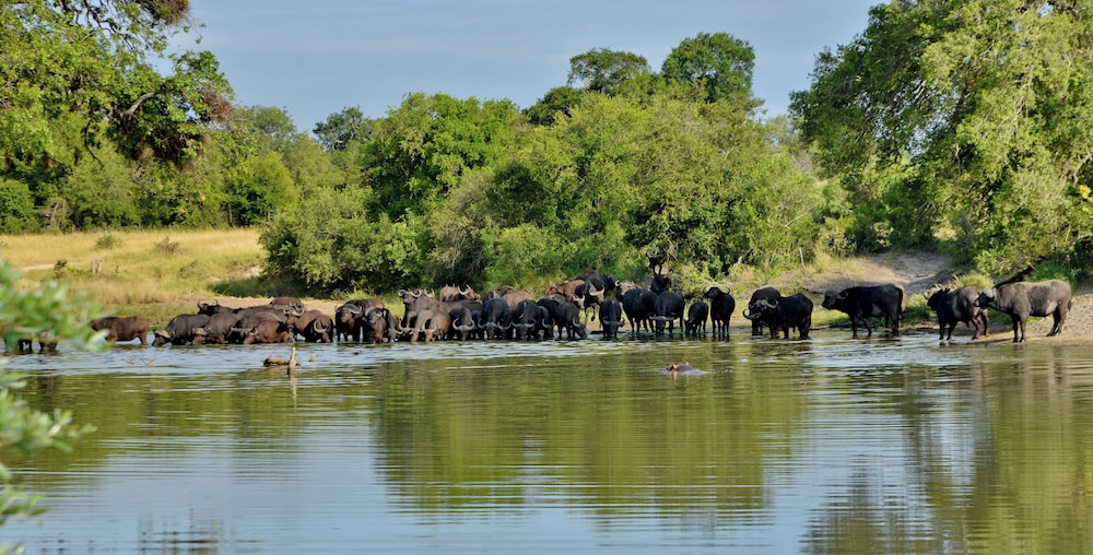 Rhino Walking Safaris 19/41