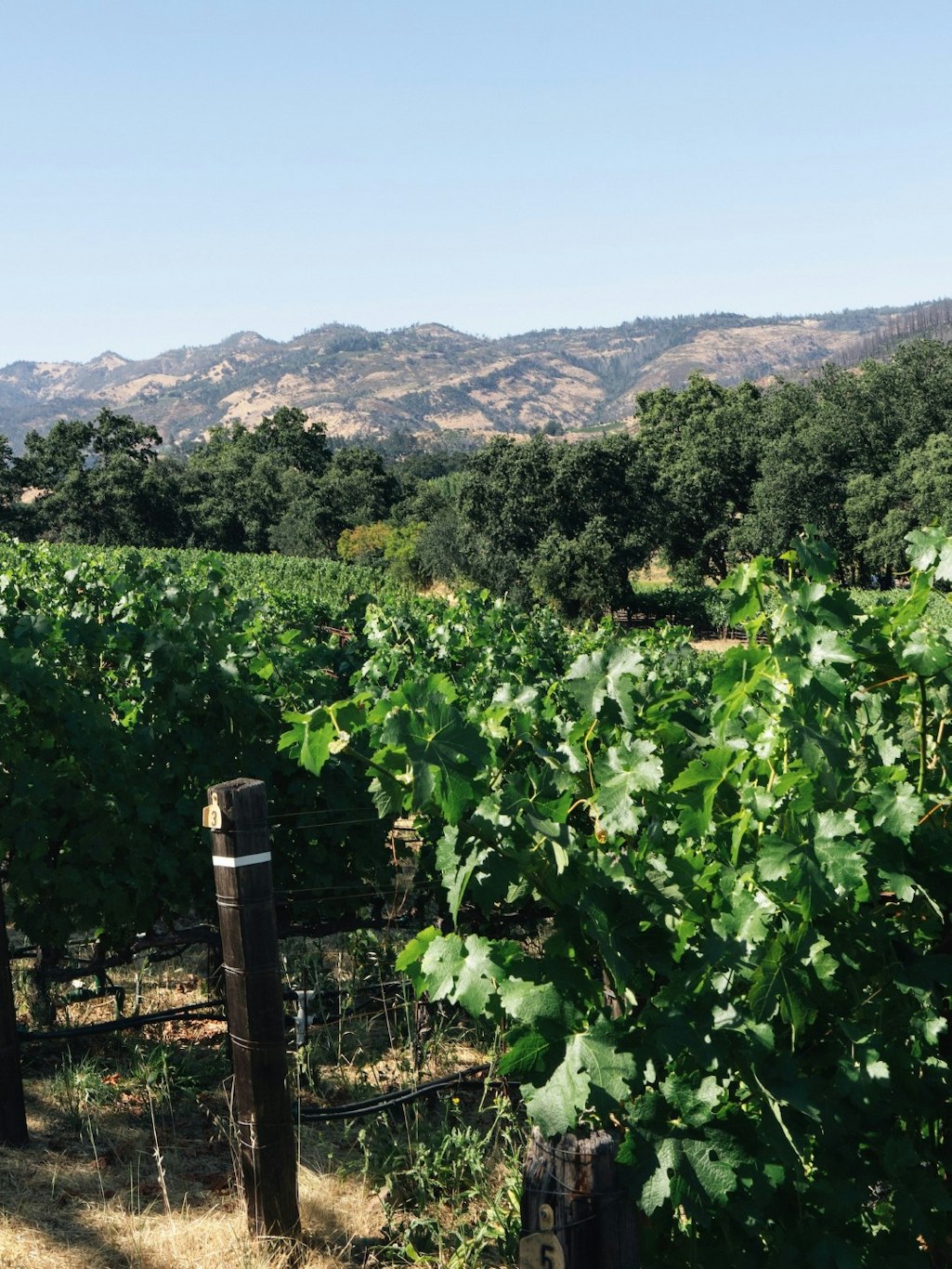 Wine Country Inn 66/74