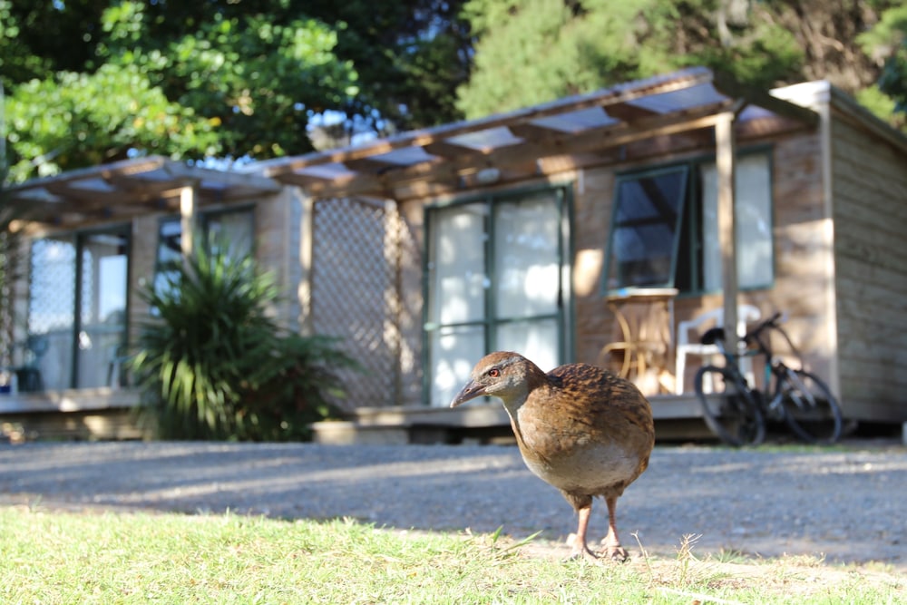 Russell-Orongo Bay Holiday Park 1/66