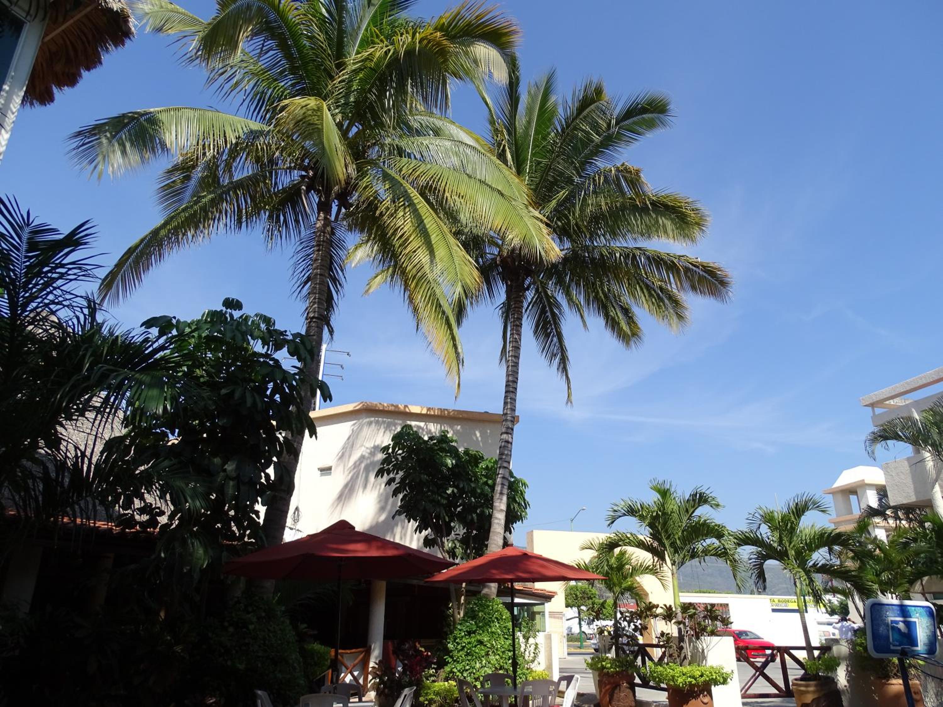 Hotel Palapa Palace 3/50
