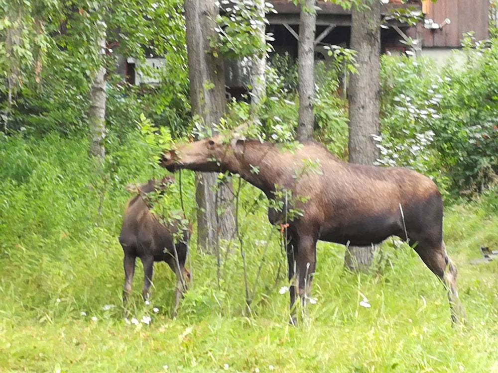 Anchorage Walkabout Town B&B 42/43