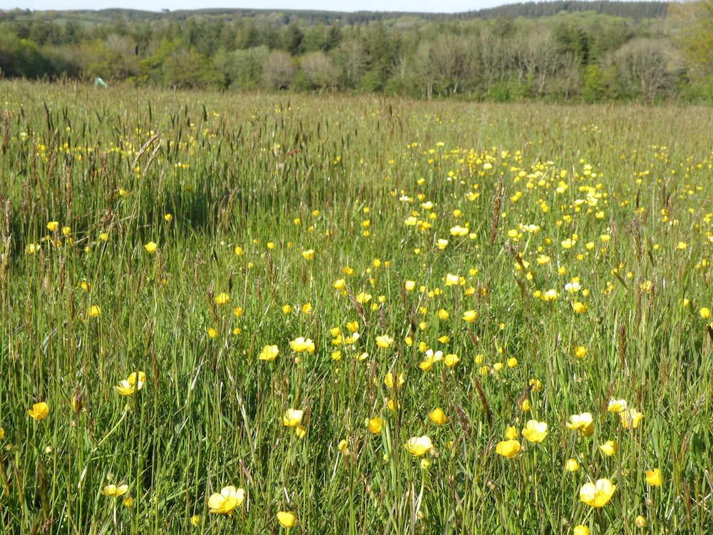 Hay Meadow Farm 35/50