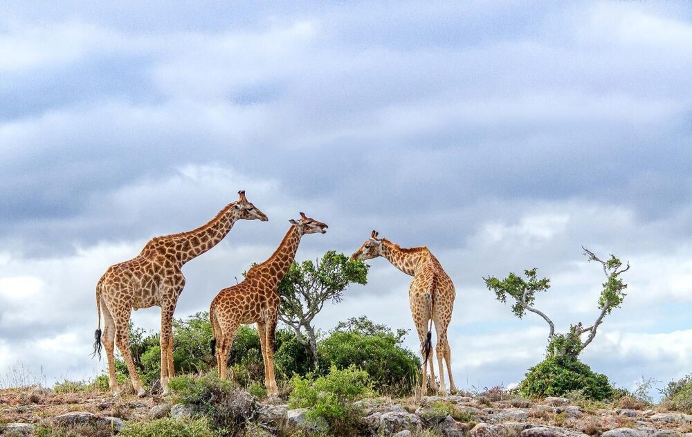 Kwandwe Private Game Reserve 45/50