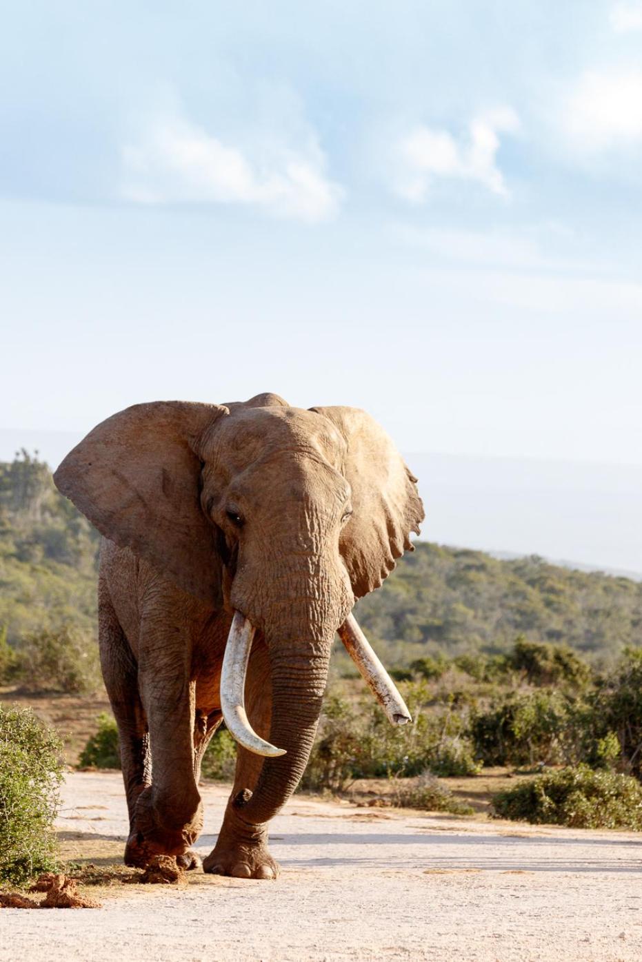 Addo Wildlife 22/34