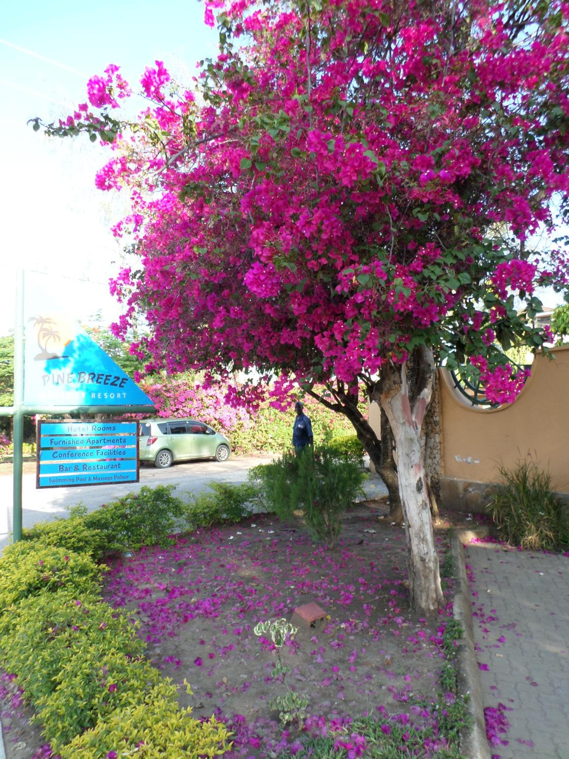 Pine Breeze Holiday Resort 47/52