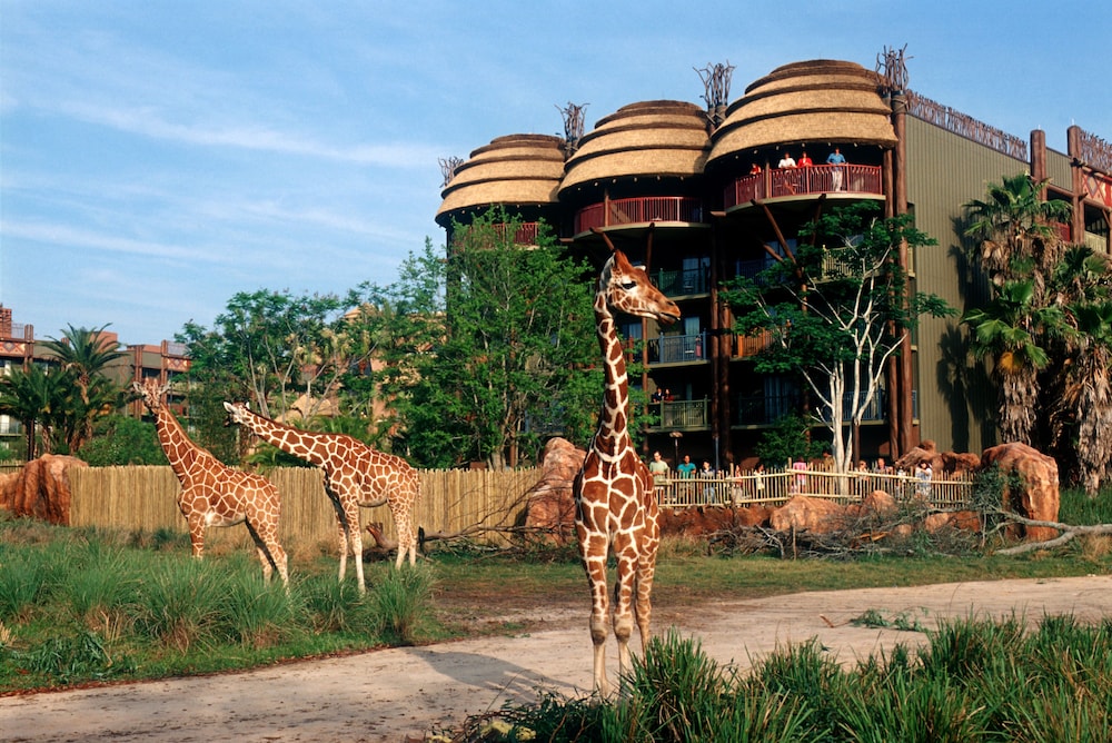 Disneys Animal Kingdom Lodge 5/50