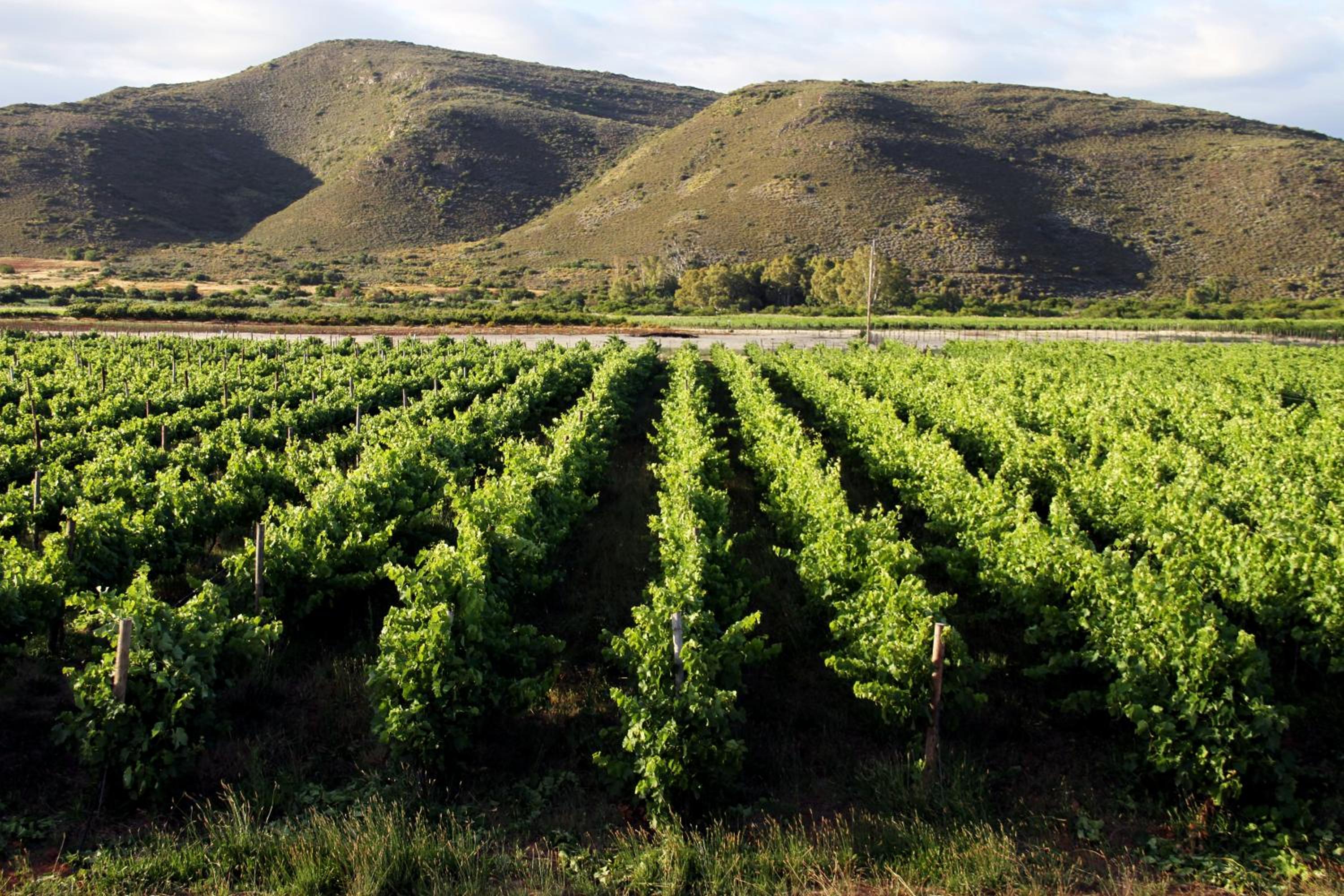 Tanagra Wine & Guestfarm 23/34