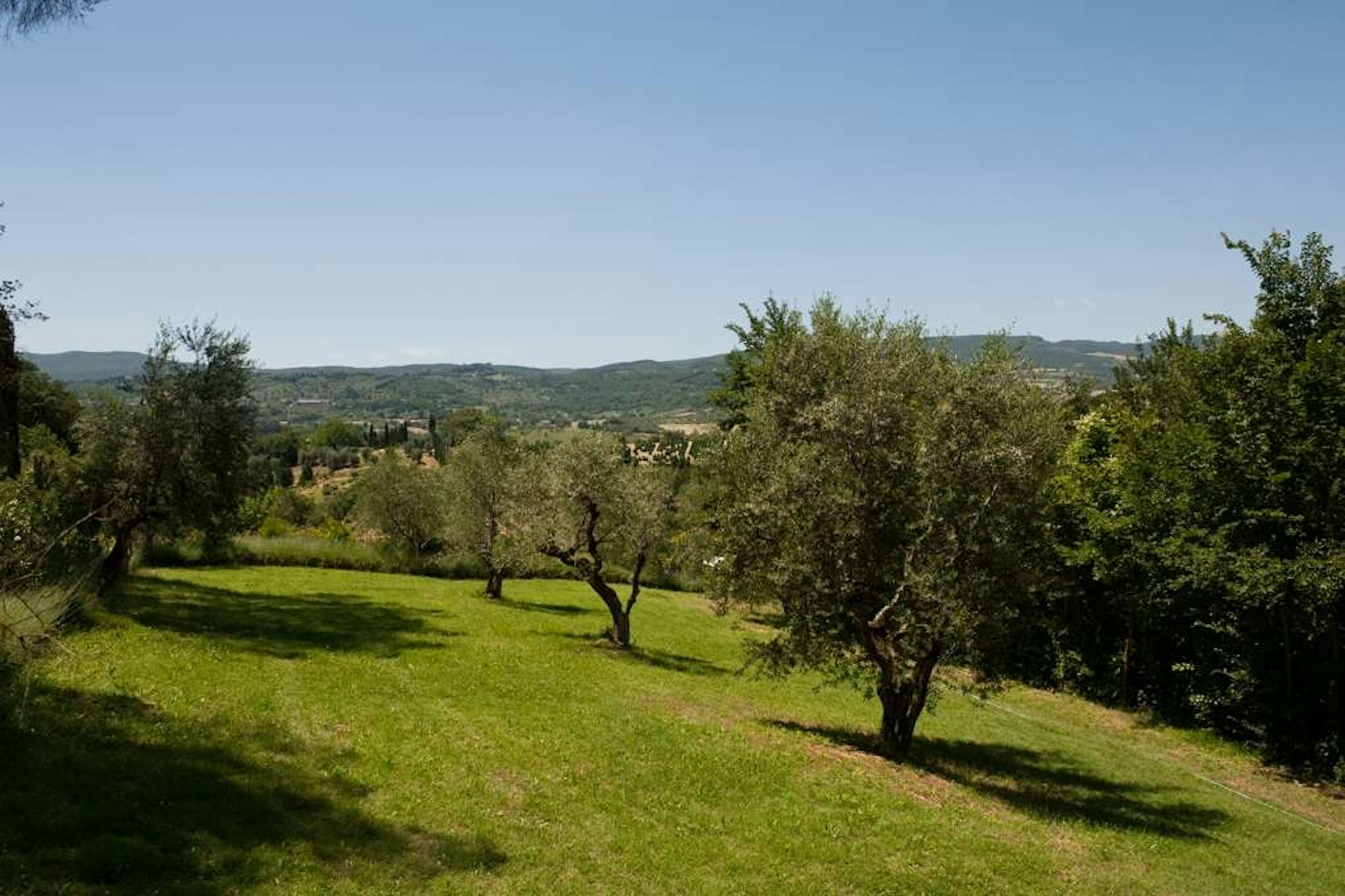 Il Patriarca 14/45