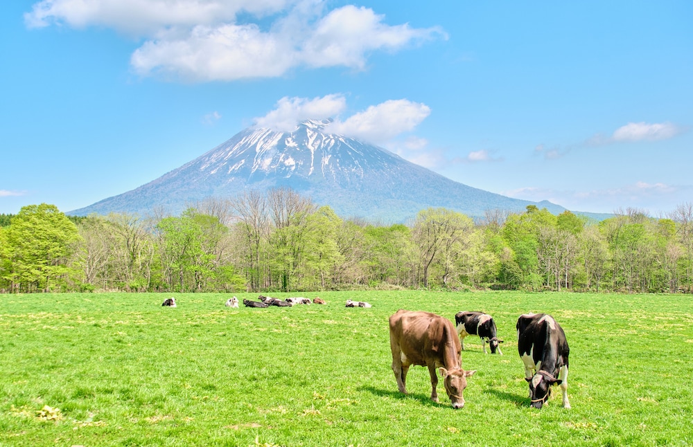 Midtown Niseko 40/42