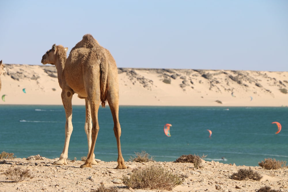 HOTEL DAKHLA CAMP 29/50