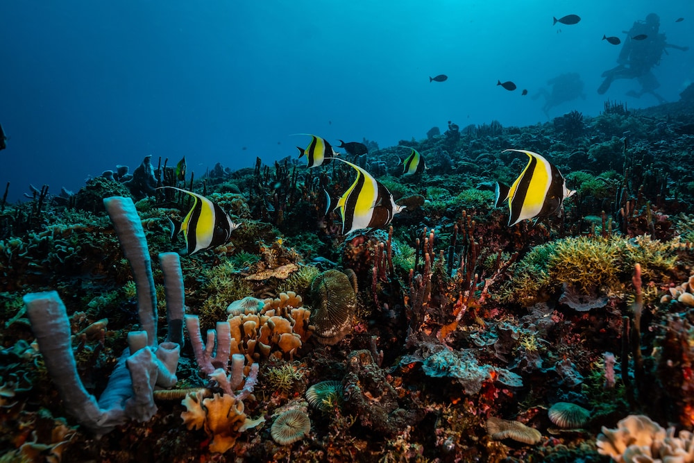 TRAWANGAN DIVE 60/70