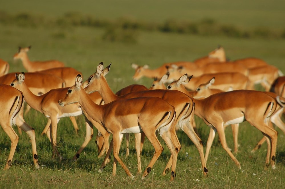 Mara Intrepids Tented Camp 36/49