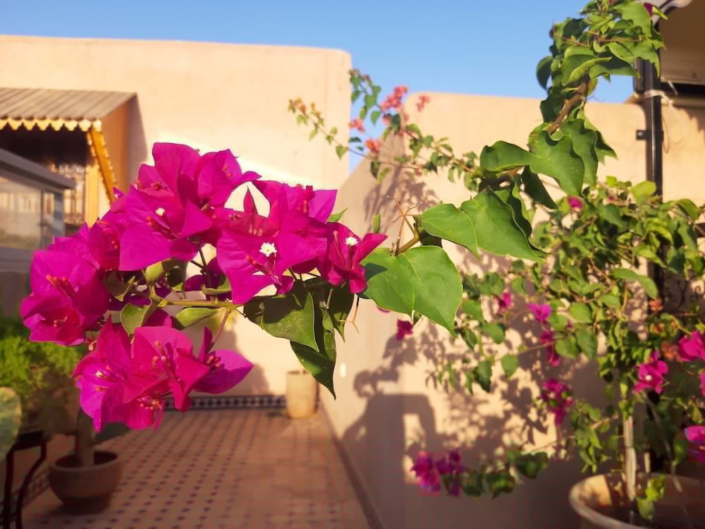 Riad Miral 46/50