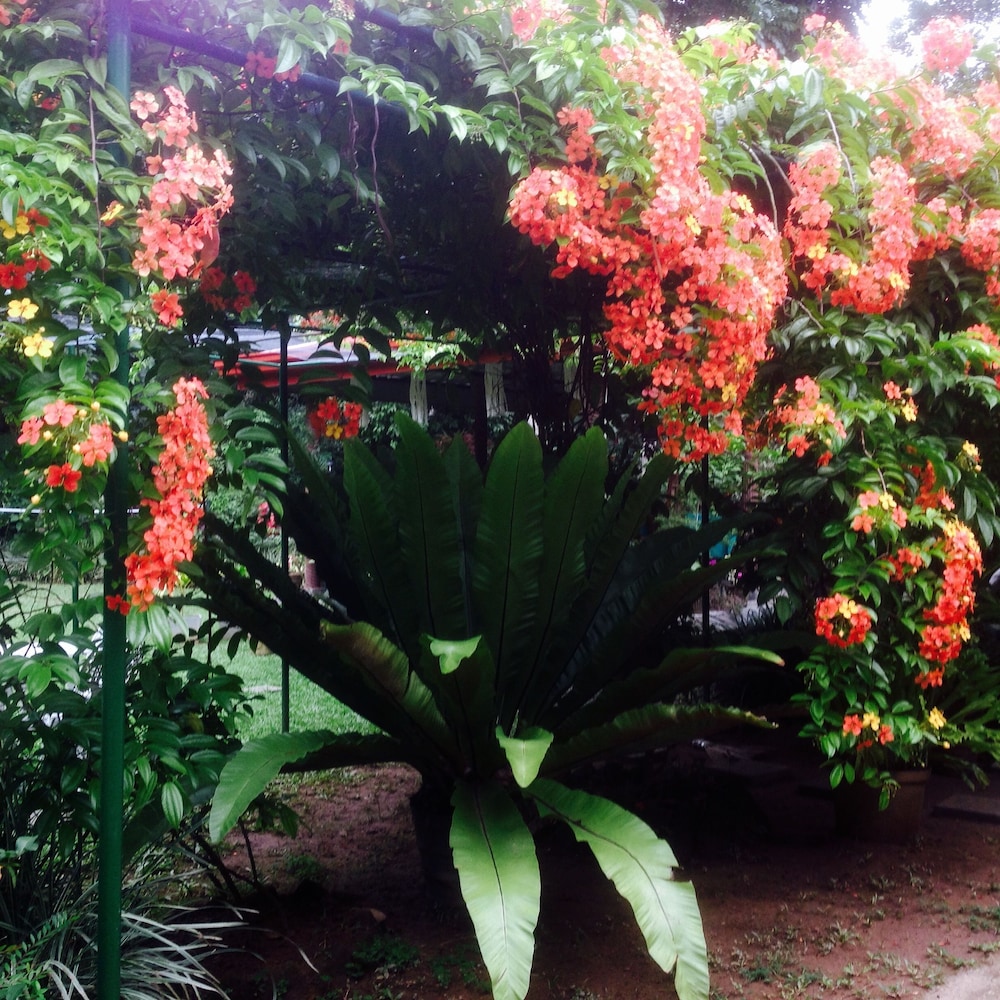 Yalegoda Walauwa Homestay 43/50