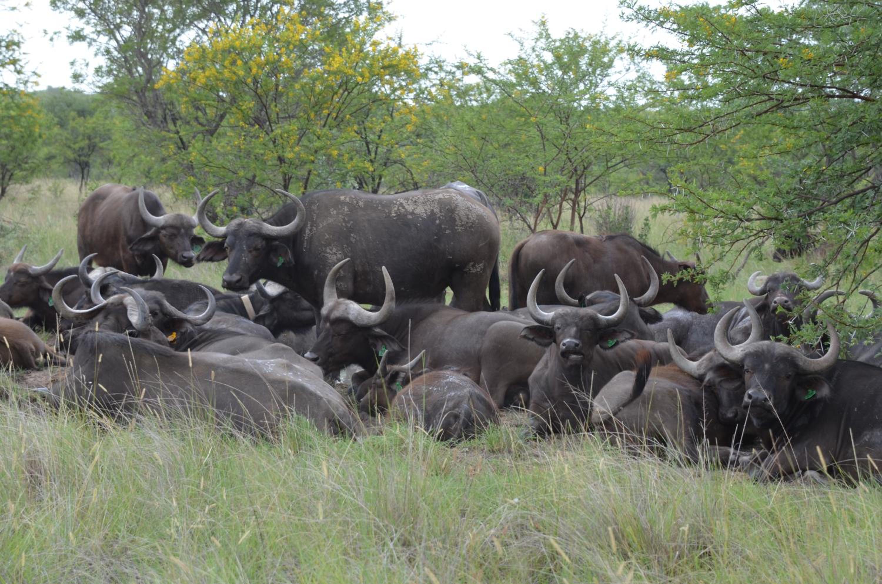 Bushwa Private Game Lodge 32/50