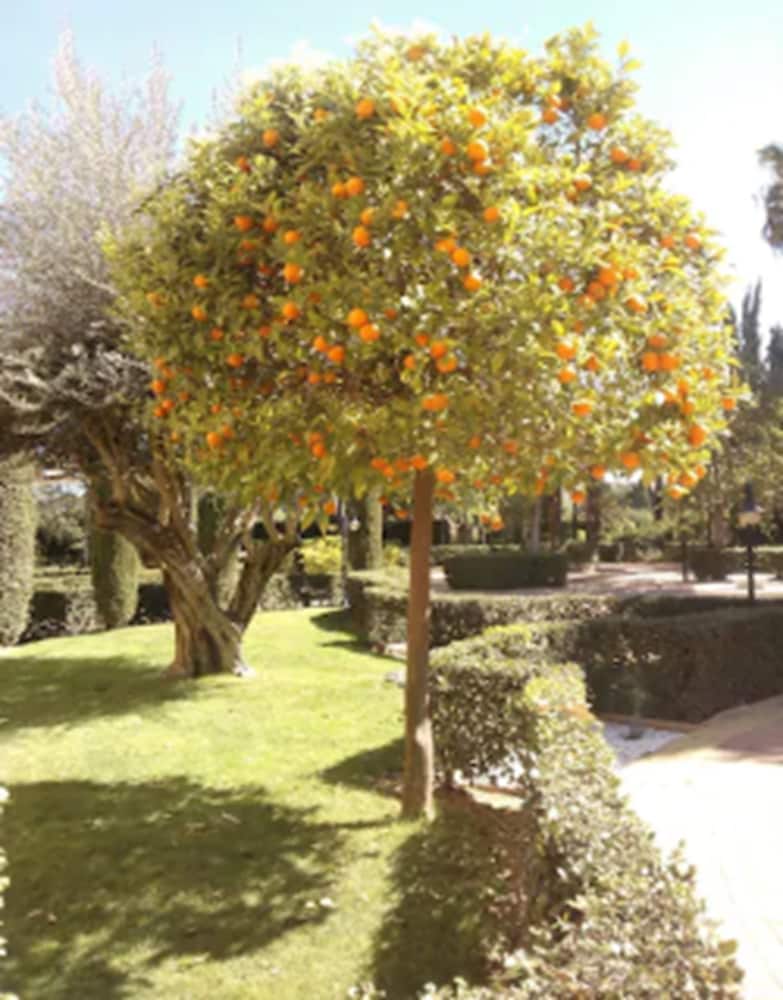 Ad Hoc Parque Golf 38/50