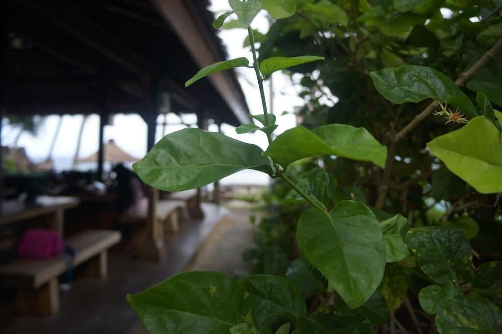 Puri Pandan Restaurant Bungalows 7/62