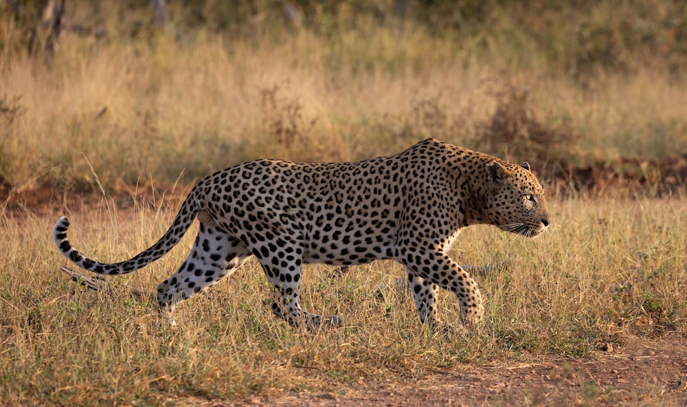 Milima Big 5 Safari Lodge 28/50