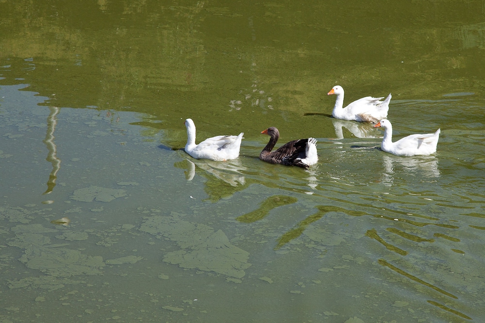 Agriturismo Al Lago Verde 45/48