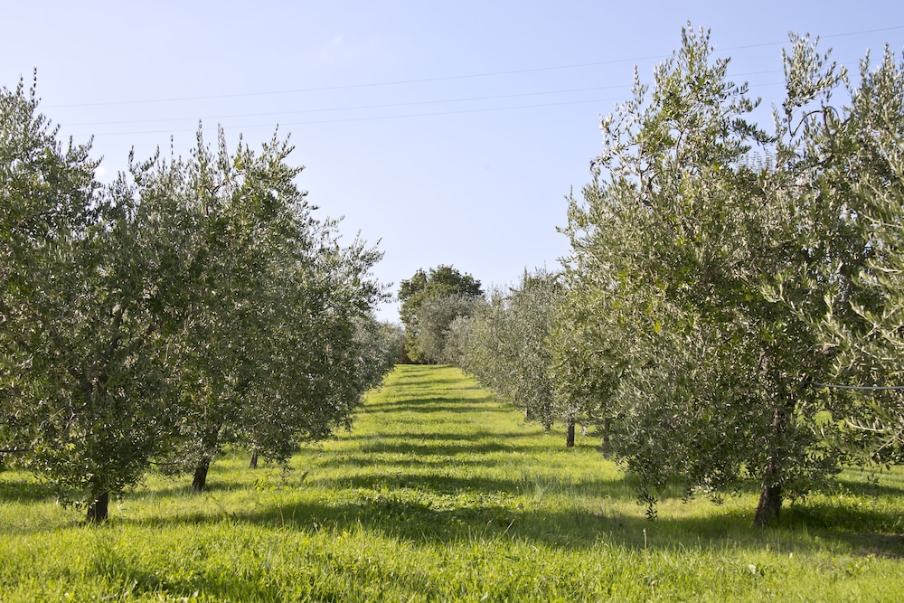 Villa Campestri Olive Oil Resort 34/48