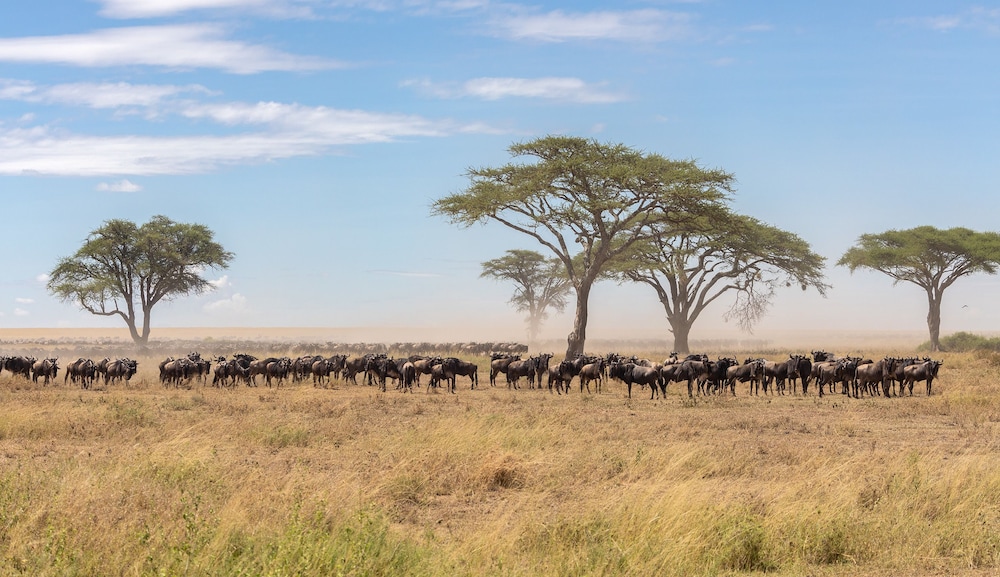 Melia Serengeti Lodge Member of Melia Collection 46/50
