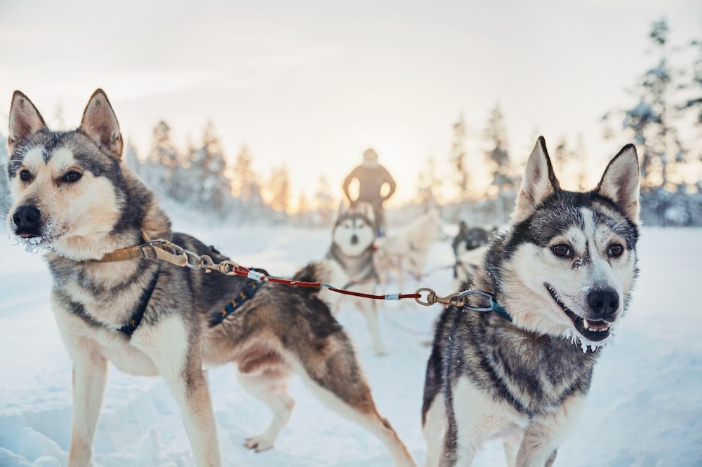 Utsjoki Arctic Resort 38/62