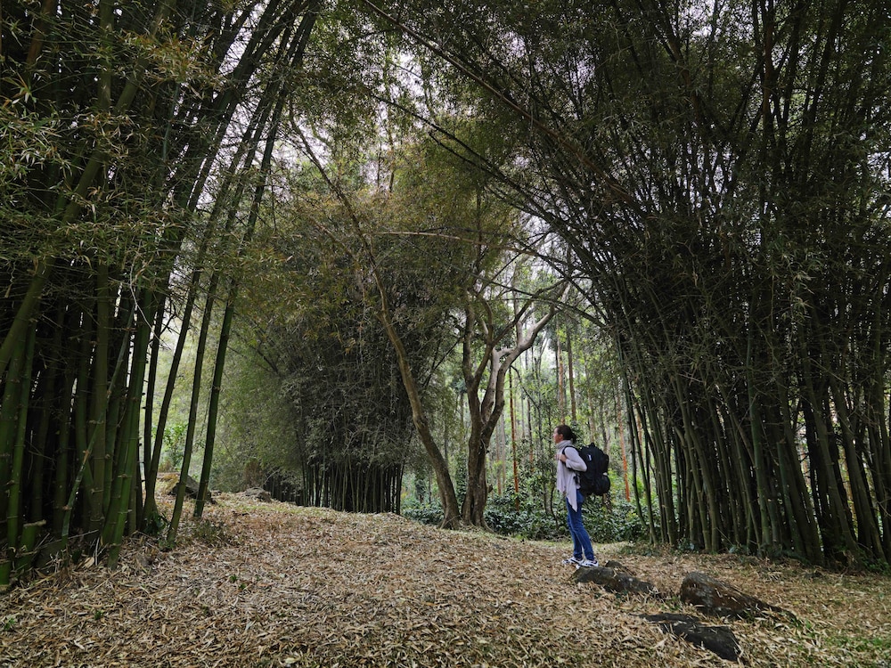 The Serai Chikmagalur 34/45
