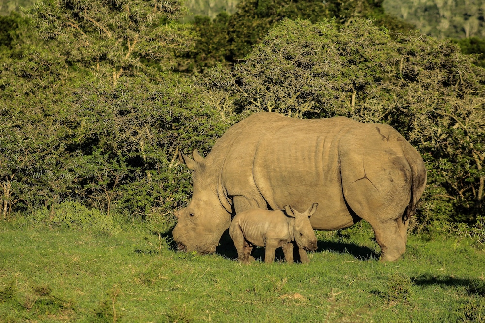 Kariega Game Reserve-Settlers Drift 24/45