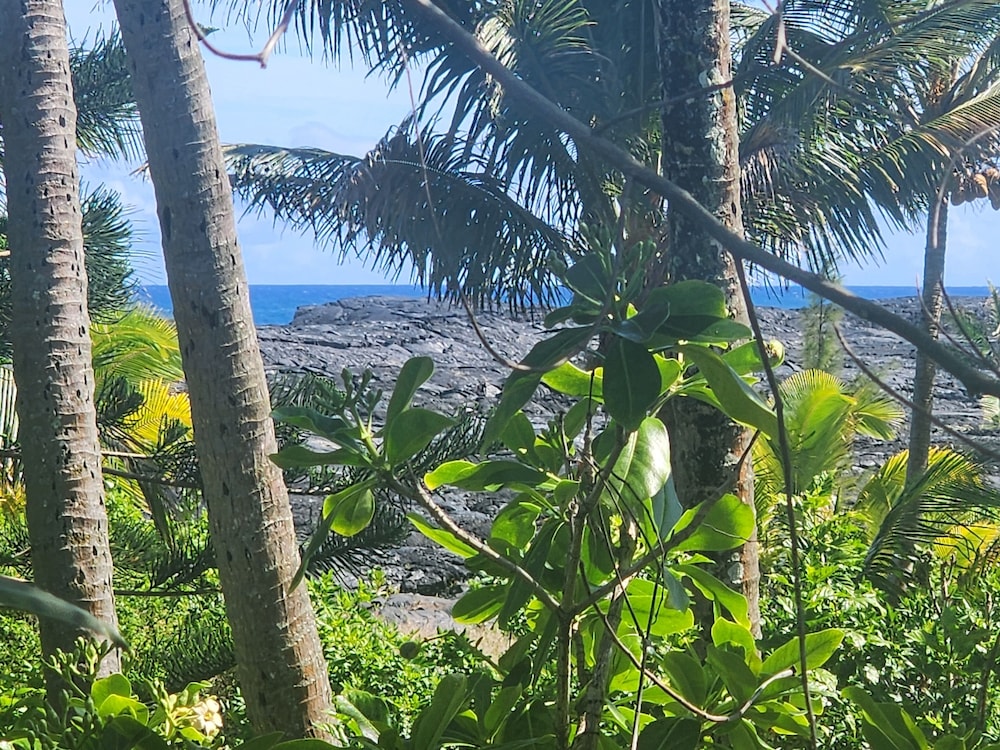 Ma'ukele Lodge 36/50