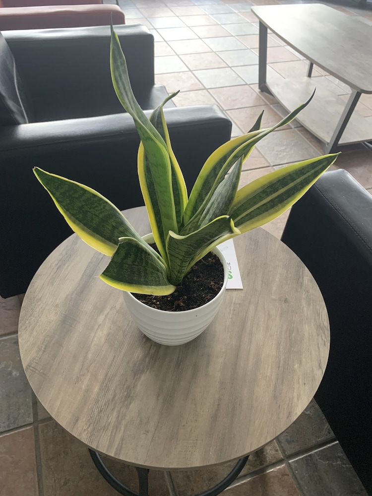 Best Western Magnolia 26/50
