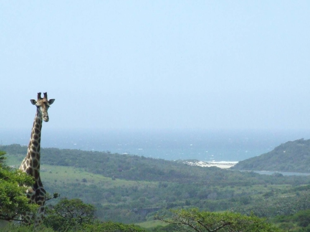 Inkwenkwezi Private Game Reserve 26/50