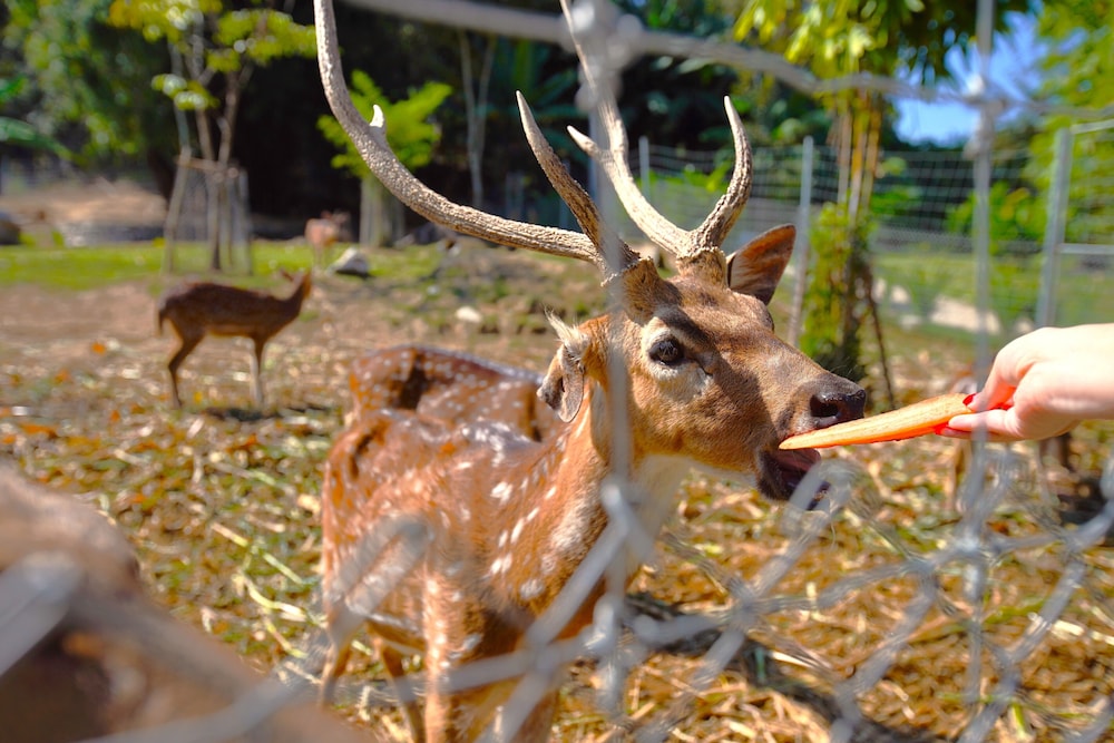 カティリヤ マウンテン リゾート&スパ 写真4