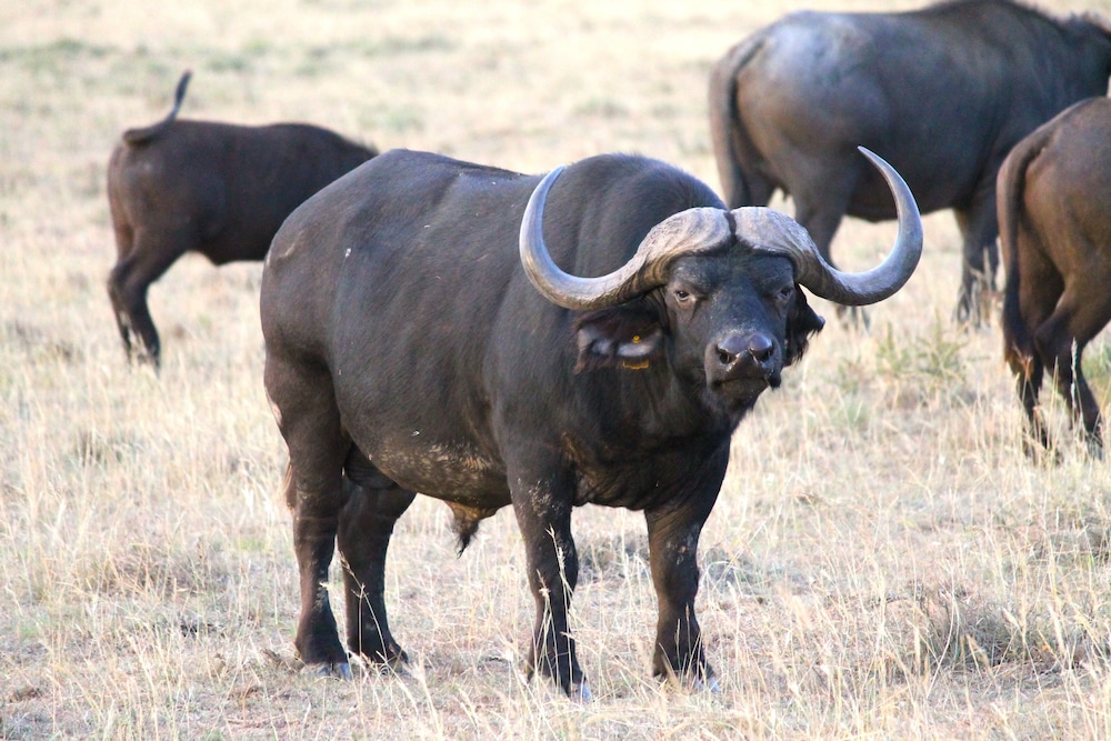 Amakhala Safari Lodge 31/50