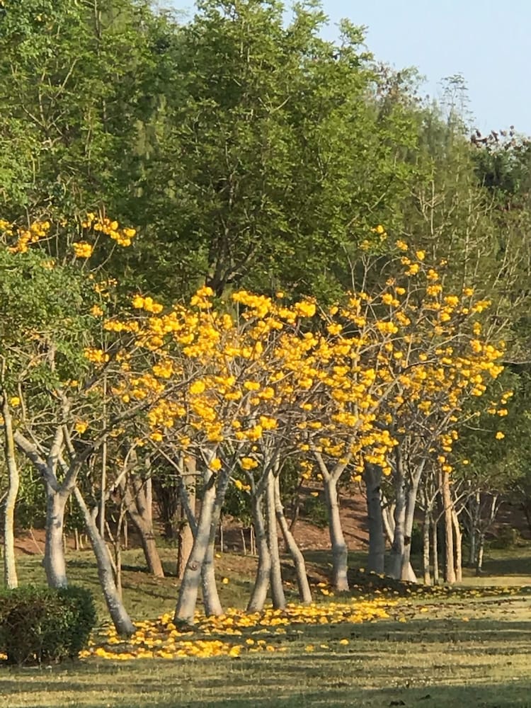 Suan Phueng Pa Wai Resort 34/50