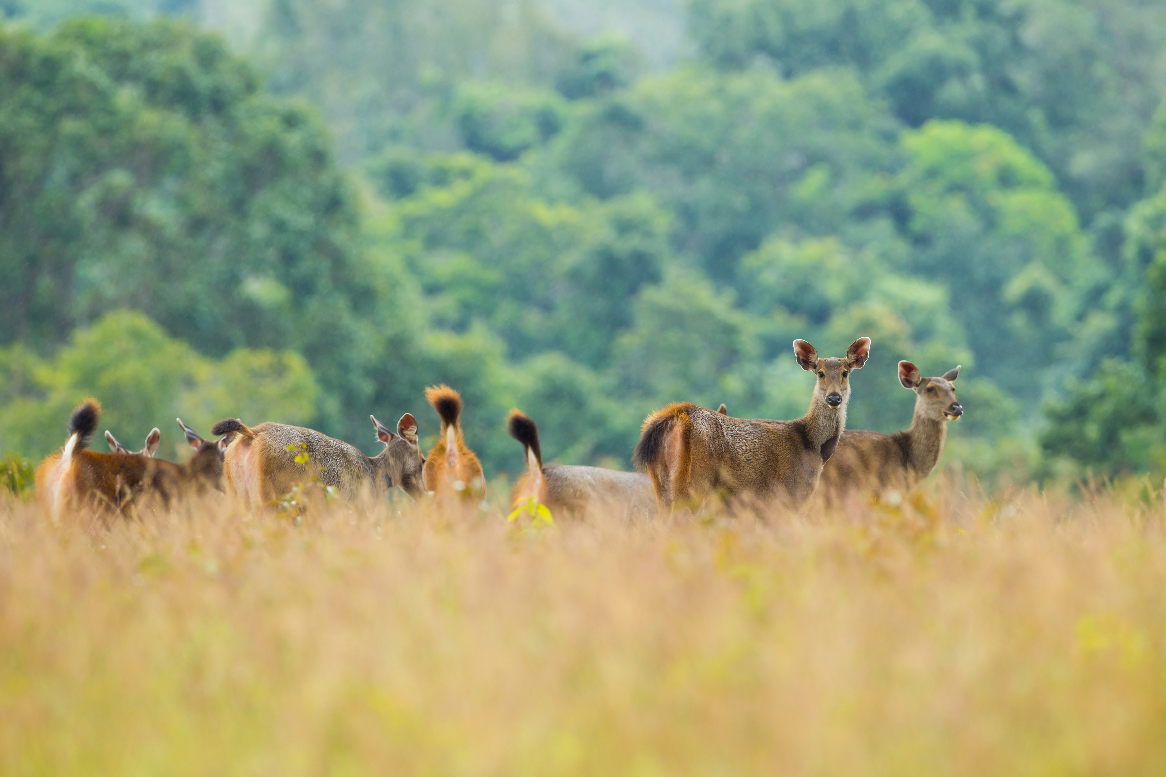 InterContinental Khao Yai Resort 44/50