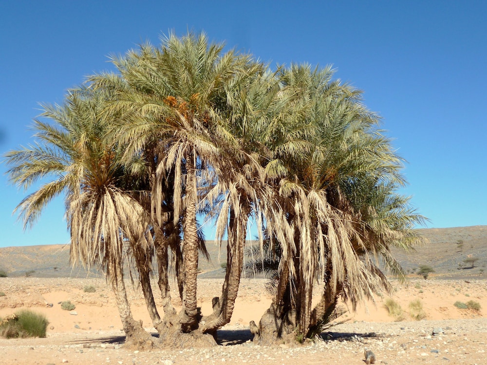 LA VALLEE DES DUNES 57/60