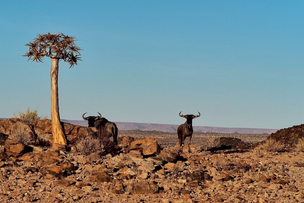 Tutwa Desert Lodge 34/50