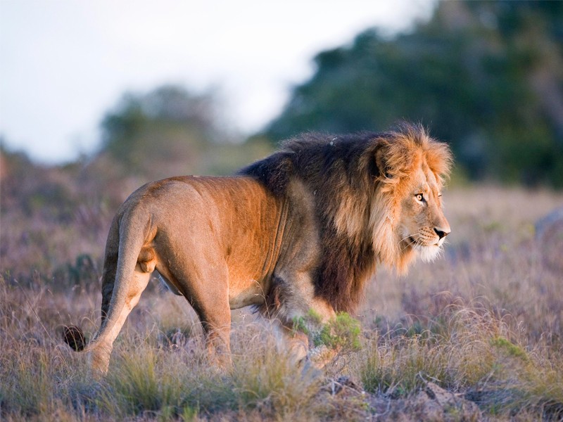 Safari Lodge- Amakhala Game Reserve 43/50