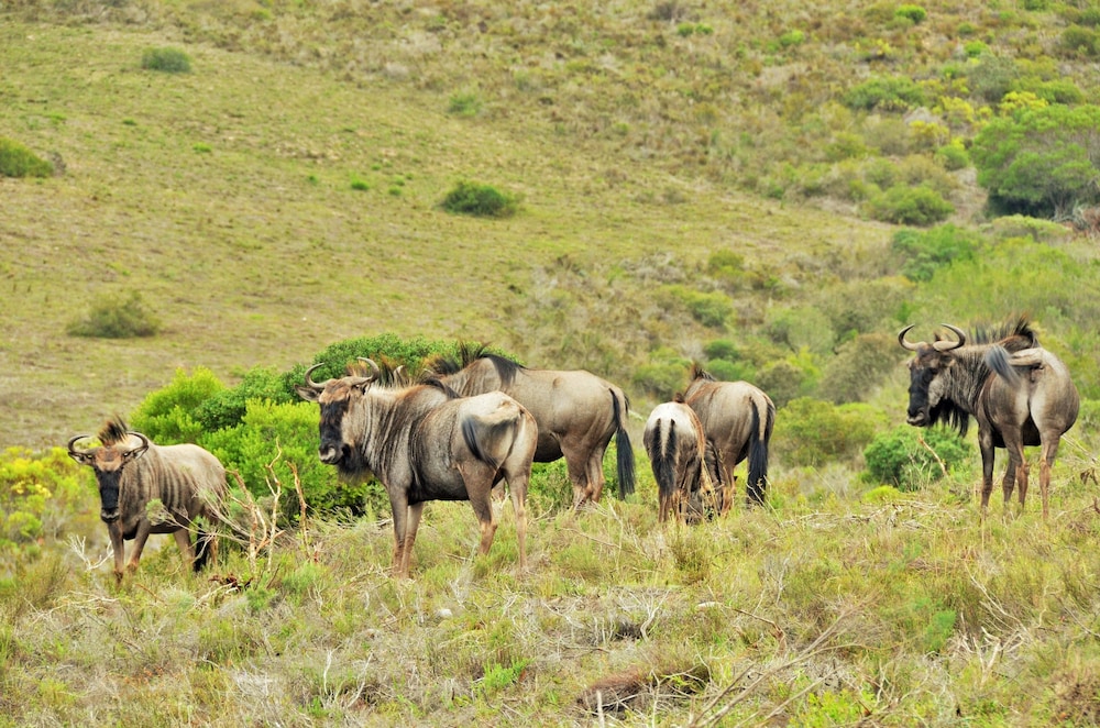 Garden Route Safari Camp 32/50