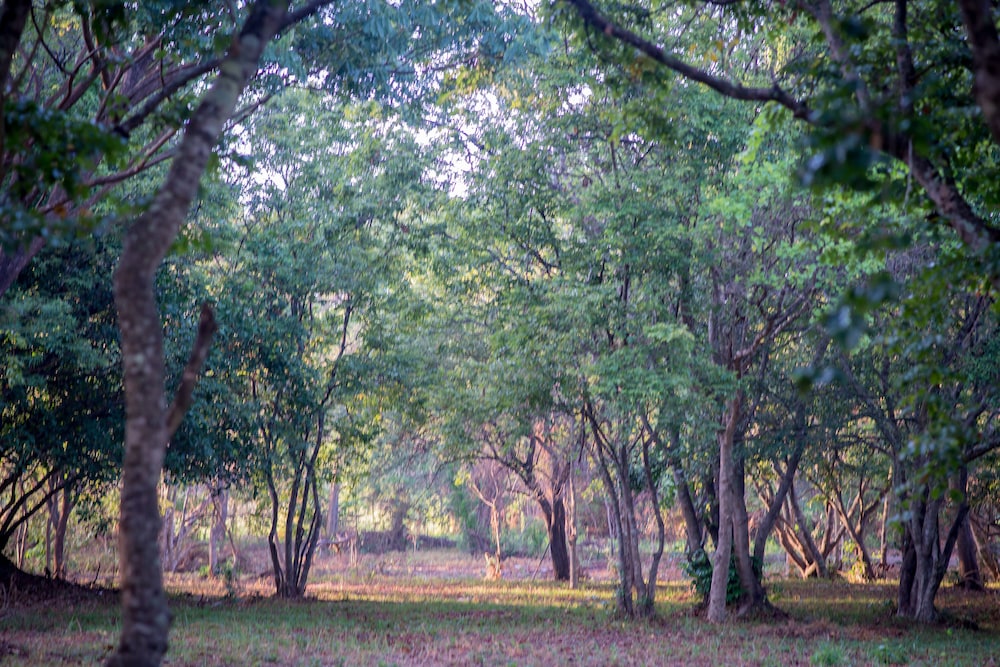 Apsaras Resort Sigiriya 26/45