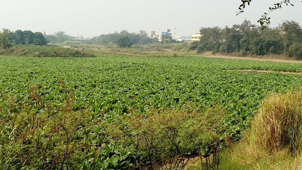 Rueang Sri Si Ri 66/73
