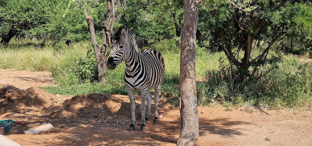 Thandolwami Bushlodge & Spa 18/26