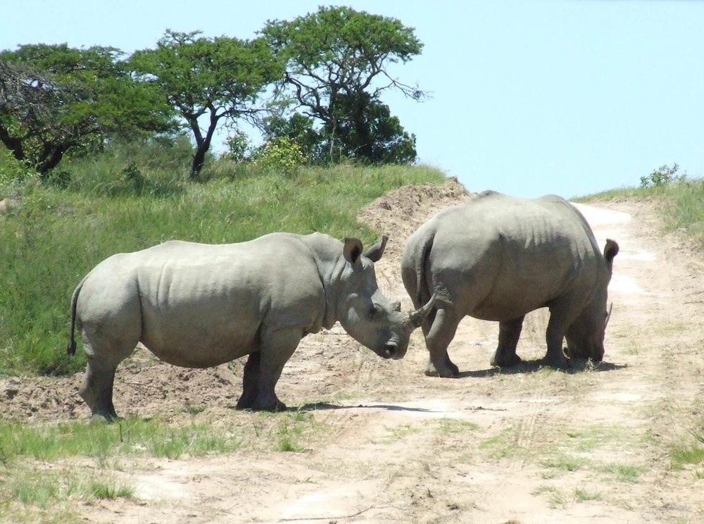 Inkwenkwezi Private Game Reserve 31/50