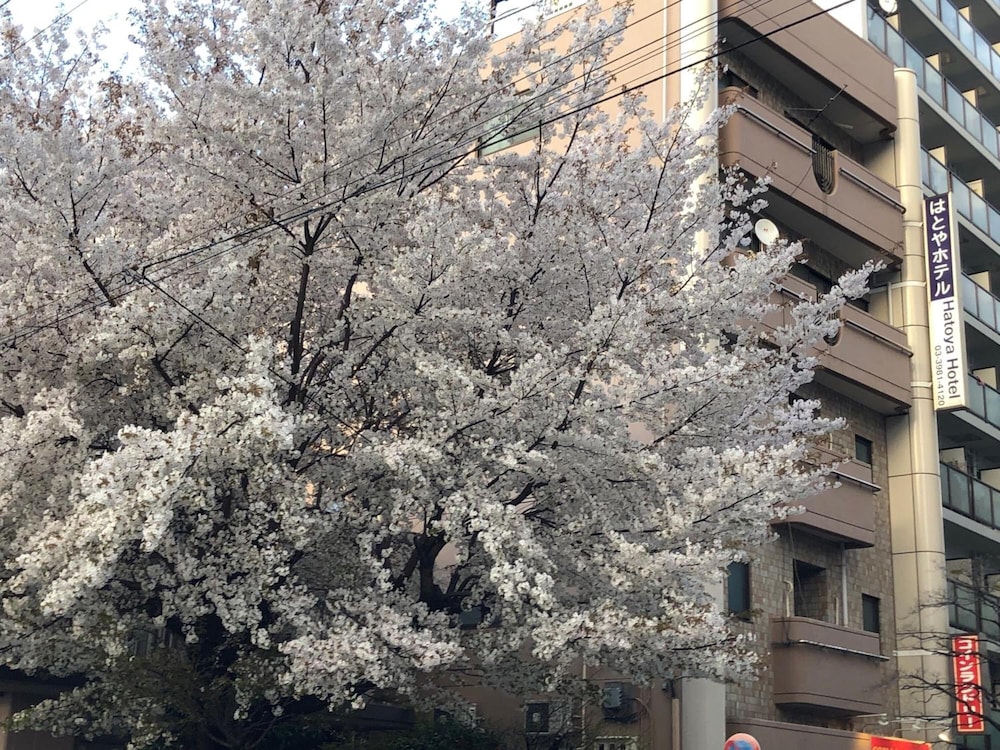 Hatoya Hotel 9/40