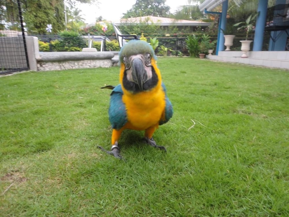 Parrot Resort Moalboal 38/50