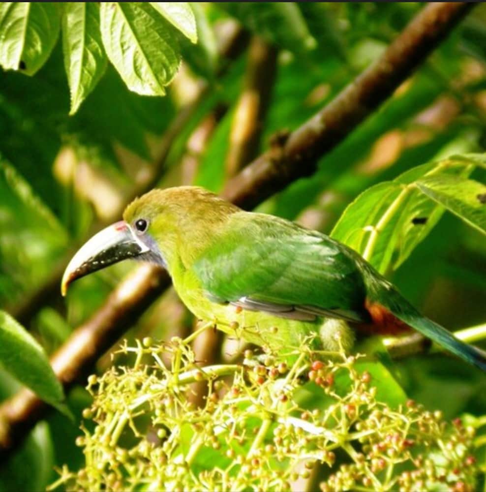 Bosque de Paz Lodge y Reserva Biologica 56/58
