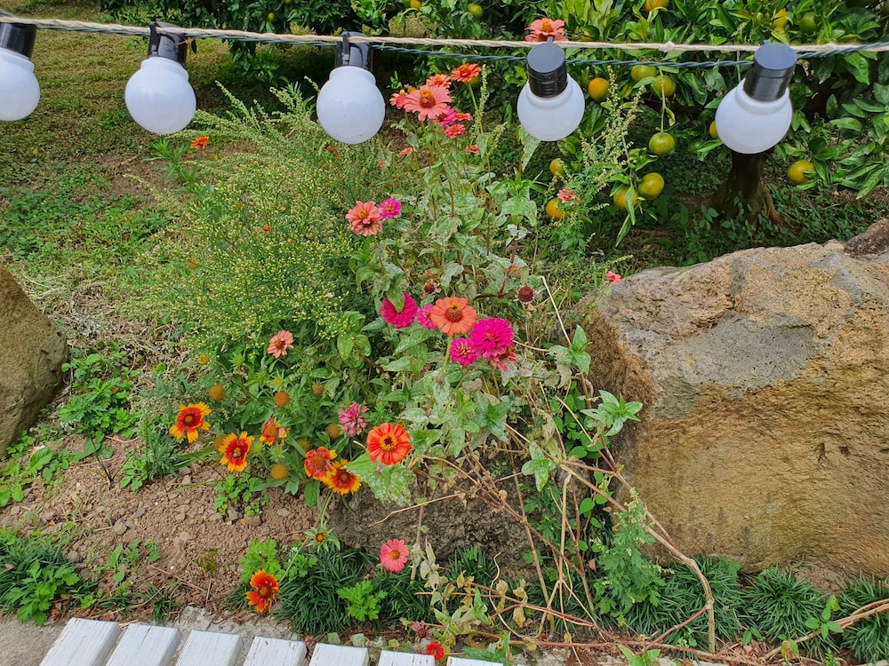 Jeju Meomuri 44/50