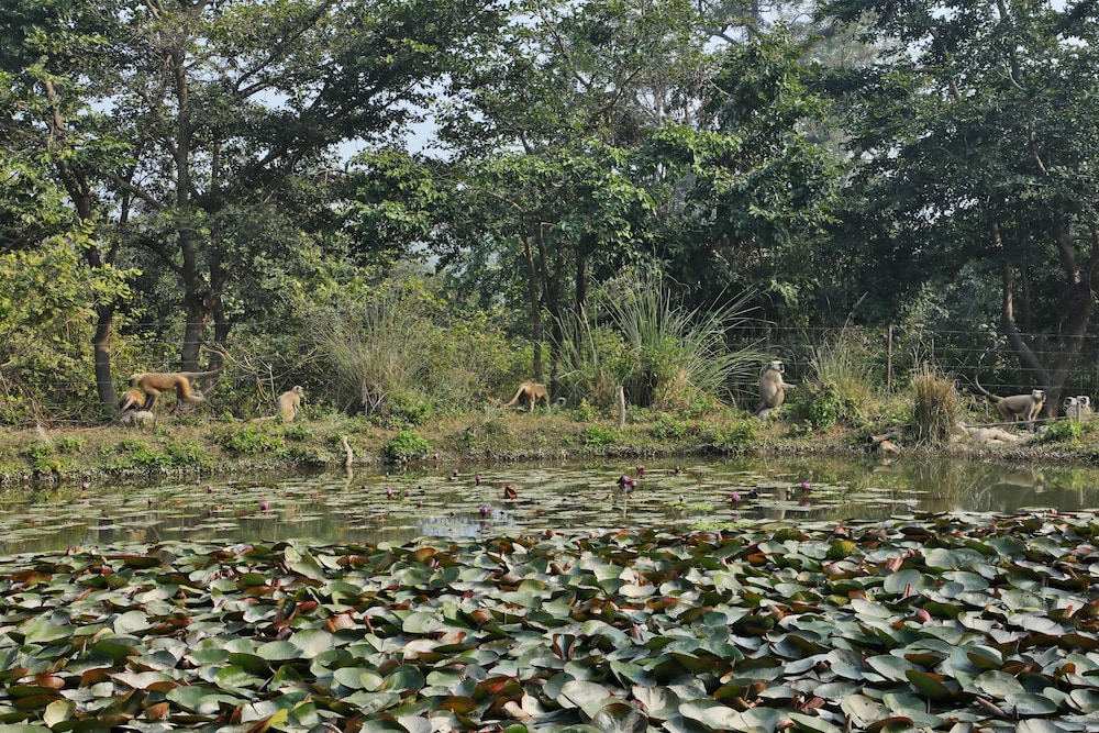 JIMS JUNGLE RETREAT 47/50